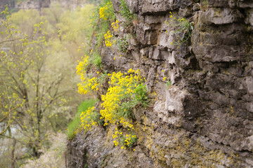 Yellow flowers grow on a cliff