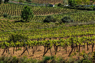 Fototapeta na wymiar Young green shoots of wine grape plants in rows in vineyard. Field of grape vines in Spain, wine grape area