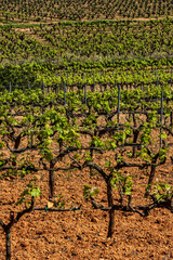 Fototapeta na wymiar Field of grape vines in Spain, wine grape area