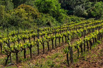 Fototapeta na wymiar Grape vine steam. Landscape with vineyards