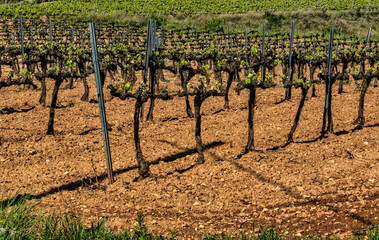 Fototapeta na wymiar Grape vine steam. Landscape with vineyards. Garraf, province Barcelona, Catalonia