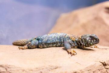 ornate mastigure (Uromastyx ornata) is a species of lizard in the family Agamidae. These medium-sized lizards are among the most colorful members of the genus.