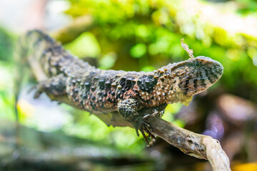 The Chinese crocodile lizard (Shinisaurus crocodilurus) is a semiaquatic lizard found only in cool forests in southern China and northern Vietnam. 