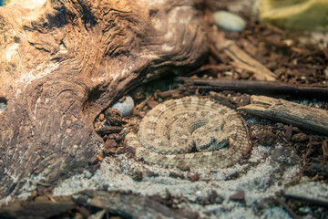 The closeup image of juvenile sidewinder (Crotalus cerastes).
It is a venomous pit viper species and found in the desert regions of the southwestern United States and northwestern Mexico. 