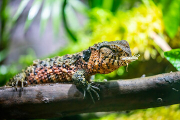 The Chinese crocodile lizard (Shinisaurus crocodilurus) is a semiaquatic lizard found only in cool forests in southern China and northern Vietnam. 