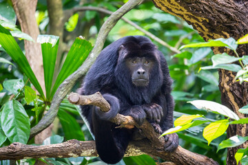 The closeup image of black howler monkey (Alouatta caraya).
Only the adult male is black; adult...