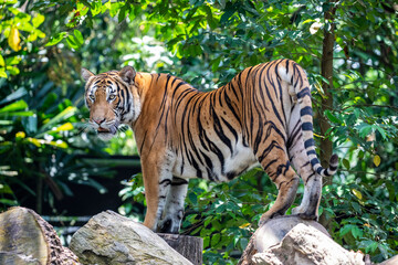 The closeup image of Malayan tiger (Panthera tigris jacksoni). 
It is a tiger population in Peninsular Malaysia. This population inhabits the southern and central parts of the Malay Peninsula