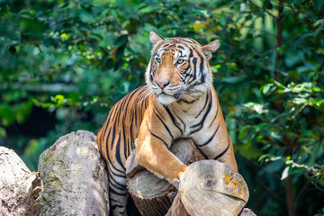 The closeup image of Malayan tiger (Panthera tigris jacksoni). 
It is a tiger population in...