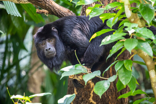 The closeup image of black howler monkey (Alouatta caraya).
Only the adult male is black; adult females and juveniles of both genders are overall whitish to yellowish-buff.