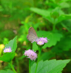 Butterfly in flower in a garden of bangladesh
the beauty of nature