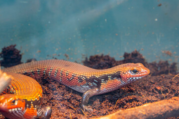 The fire skink (Mochlus fernandi) is a fairly large skink, a species of lizard in the family Scincidae.  A diurnal lizard that burrows and hides. It is relatively shy and reclusive