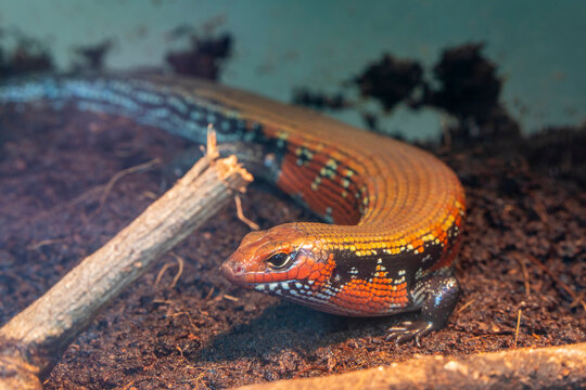 The fire skink (Mochlus fernandi) is a fairly large skink, a species of lizard in the family Scincidae.  A diurnal lizard that burrows and hides. It is relatively shy and reclusive