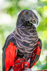 Pesquet's parrot (Psittrichas fulgidus) 
The only member of its genus, and its genus is the only member of the subfamily Psittrichadinae. It is endemic to hill and montane rainforest in New Guinea
