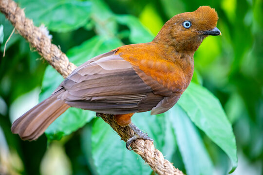 The female Andean cock-of-the-rock (Rupicola peruvianus) is a large passerine bird of the cotinga family native to Andean cloud forests in South America. It is regarded as the national bird of Peru