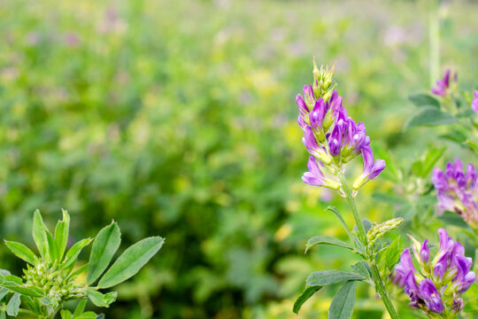 Field of flowering alfalfa. Stems with blooming alfalfa, close-up. Medicago sativa. Alfalfa, Medicago sativa, forage high protein plant. Alfalfa flower on the field close-up.