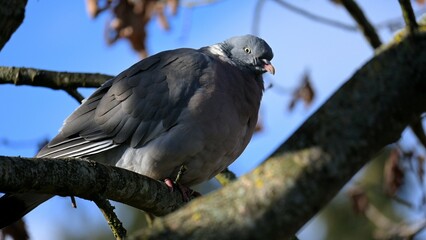 A fat Common Weed-Pigeon (White-Necked) Bird looking down contempt at me