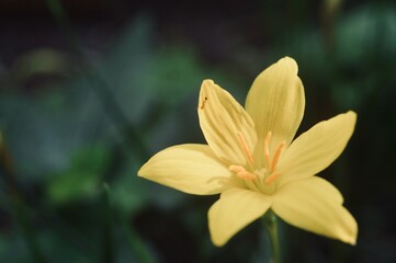 yellow flower in the garden
