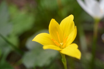 Fototapeta premium yellow flower in the garden