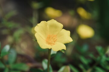 Fototapeta premium yellow flower in the garden