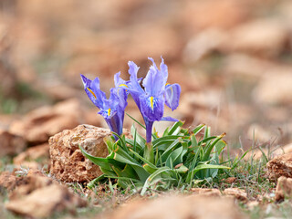 Irises and Allies. Family Iridaceae. Iris planifolia