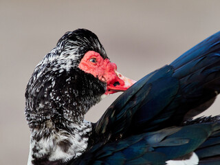 Ducks, Geese, and Swans Family Anatidae. Muscovy Duck. Cairina moschata