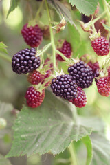 Blackberry bush with ripe and green berries