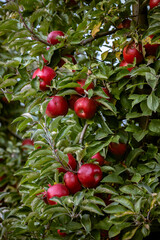 Ripe fruits of red apples on the branches of young apple trees. Fall harvest day in farmer's orchards in Bukovyna region, Ukraine.