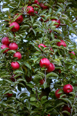 Ripe fruits of red apples on the branches of young apple trees. Fall harvest day in farmer's orchards in Bukovyna region, Ukraine.