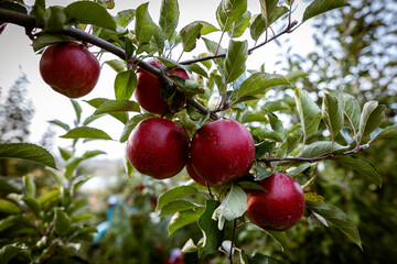 Ripe fruits of red apples on the branches of young apple trees. Fall harvest day in farmer's orchards in Bukovyna region, Ukraine.