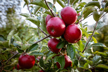 Obraz premium Ripe fruits of red apples on the branches of young apple trees. Fall harvest day in farmer's orchards in Bukovyna region, Ukraine.