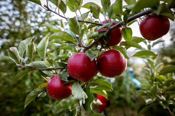Ripe fruits of red apples on the branches of young apple trees. Fall harvest day in farmer's orchards in Bukovyna region, Ukraine.