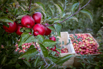 Ripe fruits of red apples on the branches of young apple trees. Fall harvest day in farmer's orchards in Bukovyna region, Ukraine.