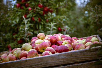 The harvest of fresh ripe red apples just collected from the trees are folded into large wooden pallet containers. Production capacity of a orchards farm in Bukovyna region, Ukraine.