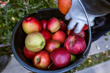 The harvest of fresh ripe red apples just collected from the branches are folded into large plastic...
