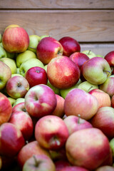 The harvest of fresh ripe red apples just collected from the trees are folded into large wooden pallet containers. Production capacity of a orchards farm in Bukovyna region, Ukraine.