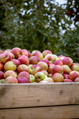 The harvest of fresh ripe red apples just collected from the trees are folded into large wooden...