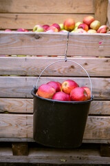 The harvest of fresh ripe red apples just collected from the branches are folded into large plastic...