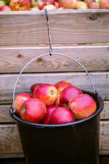 The harvest of fresh ripe red apples just collected from the branches are folded into large plastic...