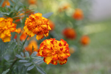 French orange marigold flower (Tagetes) in full bloom