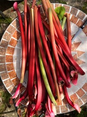 Close up of rhubarb, with healthy green large leaves and long delicious stalks on mosaic vintage table the fresh ripe fruit harvest from organic allotment garden vegetable bed in Summer, flat lay view