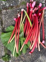 Close up of rhubarb, with healthy green large leaves and long delicious stalks on stone patio, the fresh ripe fruit harvest from organic allotment garden vegetable bed in Summer, flat lay view