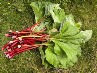 Close up of rhubarb, with healthy green large leaves and long delicious stalks on grass lawn, the fresh ripe fruit harvest from organic allotment garden vegetable bed in Summer, flat lay view