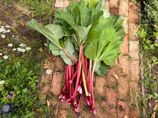 Close up of rhubarb, with healthy green large leaves and long delicious stalks on vintage brick path, the fresh ripe fruit harvest from organic allotment garden vegetable bed in Summer, flat lay view