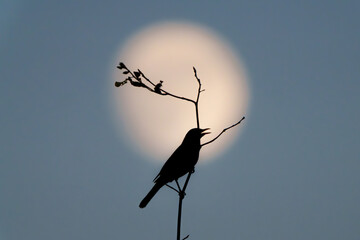 Amsel im Mondlicht