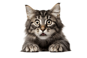 Fototapeta na wymiar Surprised Cat Covering Its Mouth with Paws - No transparent Background. Ai