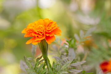 French orange marigold flower (Tagetes) in full bloom