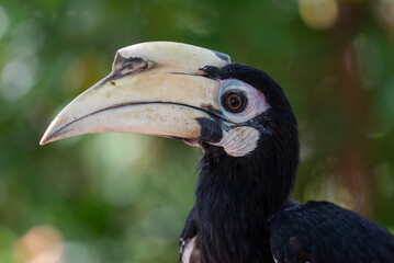The oriental pied hornbill, Anthracoceros albirostris is an Indo Malayan pied hornbill, a large canopy dwelling bird belonging to the family Bucerotidae