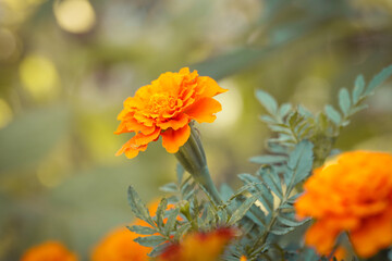 French orange marigold flower (Tagetes) in full bloom