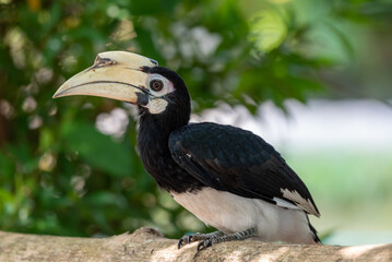 The oriental pied hornbill, Anthracoceros albirostris is an Indo Malayan pied hornbill, a large...