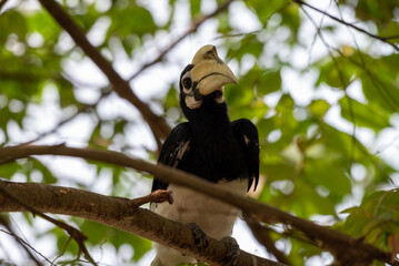 The oriental pied hornbill, Anthracoceros albirostris is an Indo Malayan pied hornbill, a large canopy dwelling bird belonging to the family Bucerotidae